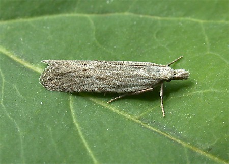 Anarsia spartiella