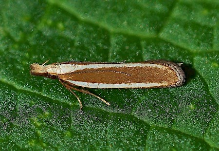 Juniper Webber Dichomeris marginella