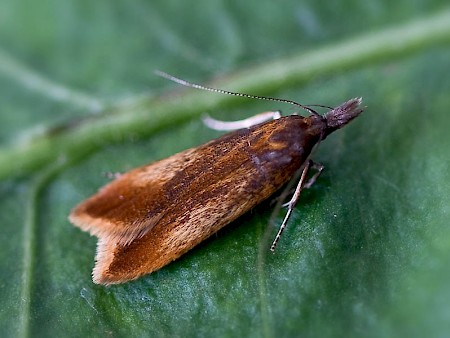 Dichomeris ustalella