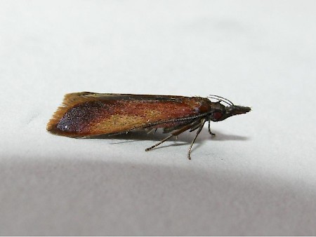 Dichomeris ustalella