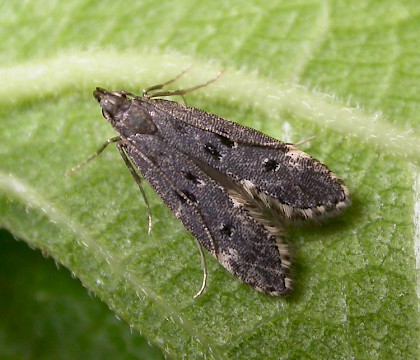 Adult &bull; Dunwich, Suffolk &bull; &copy; Paul Kitchener