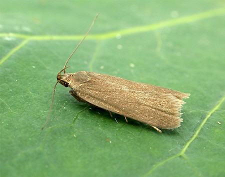 Acompsia cinerella