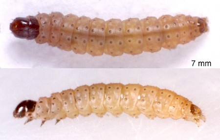 Brachmia blandella