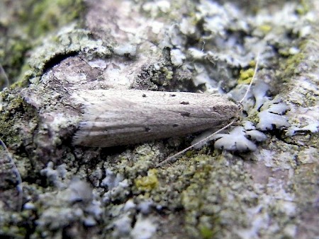 Brachmia inornatella