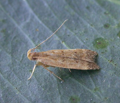 Adult &bull; Algarve, Portugal, leg. N.Montegriffo, gen.det. M. Corley &bull; &copy; Nick Montegriffo