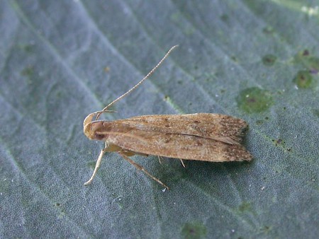 Helcystogramma lutatella