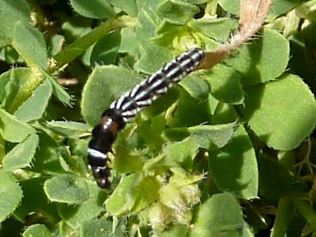 Helcystogramma lutatella