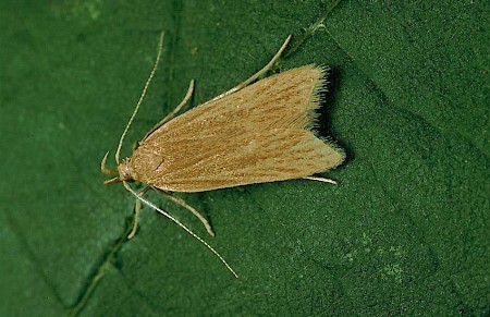 Helcystogramma rufescens