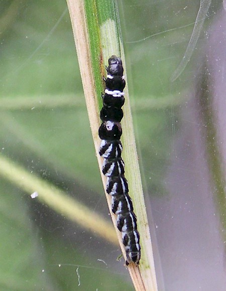 Helcystogramma rufescens