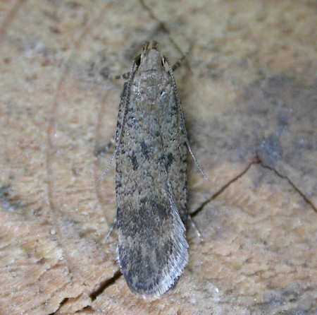 Hollyhock Seed Moth Pexicopia malvella