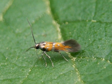 Chrysoesthia drurella