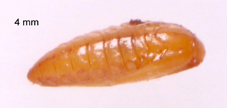 Chrysoesthia sexguttella