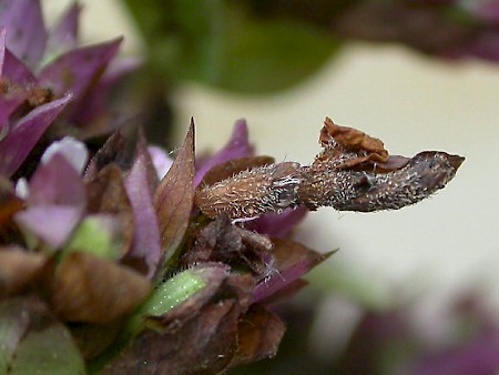 Thiotricha subocellea