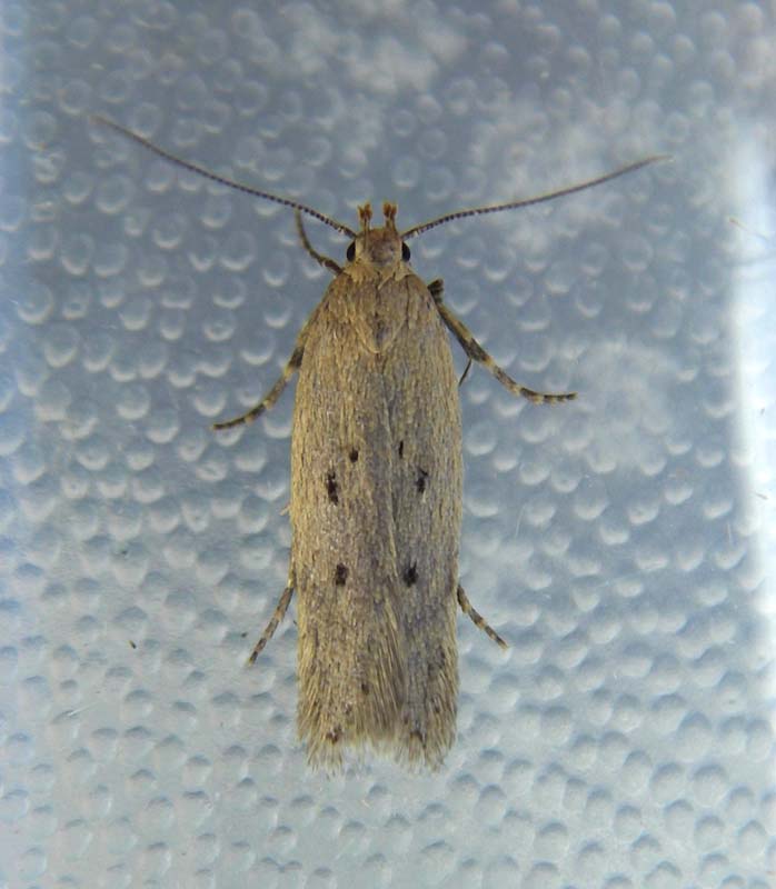 Bryotropha politella | UKmoths