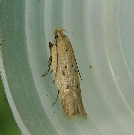 Bryotropha politella