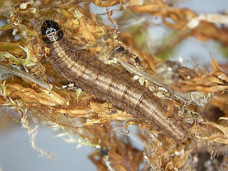 Bryotropha desertella