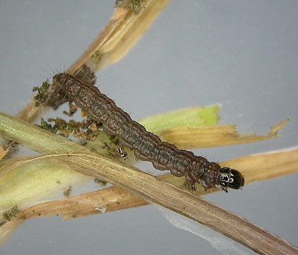 Larva • Berry Head, Brixham, Devon • © Bob Heckford