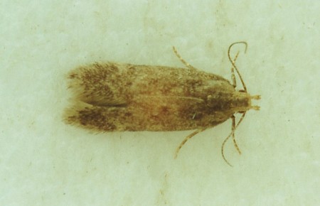 Bryotropha senectella