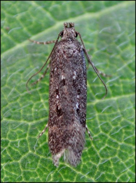 Bryotropha affinis