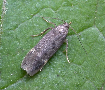 Adult • Denham, East Suffolk. Gen. det. N. Whinney • © Nigel Whinney