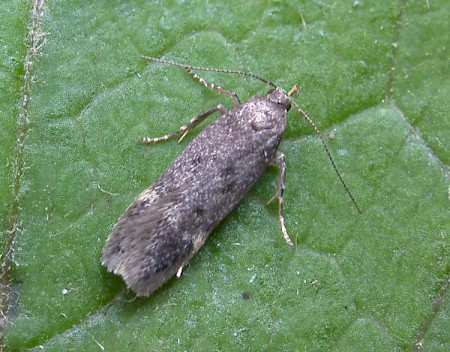 Bryotropha similis