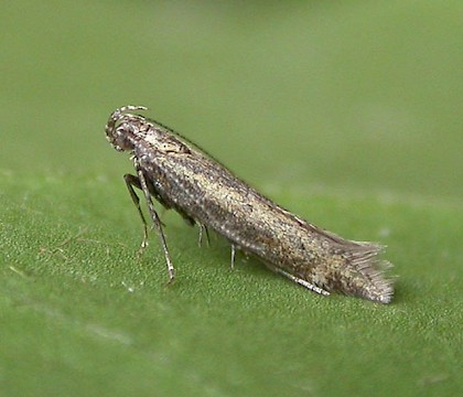 Adult &bull; Eye, Suffolk &bull; &copy; Paul Kitchener