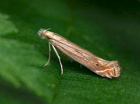 Isophrictis striatella