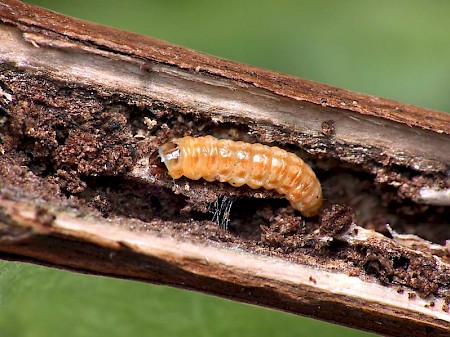 Isophrictis striatella