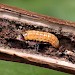 Larva • West Midlands, in stem of Tanacetum • © Patrick Clement