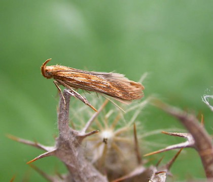 Adult &bull; Reared from seedheads of Carlina vulgaris, Monkton Nature Reserve, Kent &bull; &copy; Francis Solly
