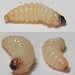 Larva • in seed head of Carlina vulgaris. January. • © Robert Homan