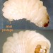 Larva • January. In seed head of Arctium minus. Cheshire • © Ian Smith