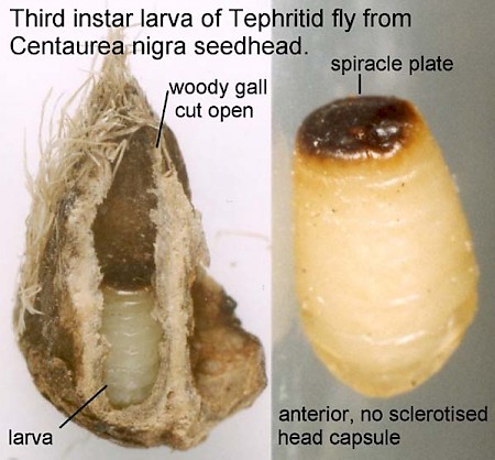 Metzneria metzneriella