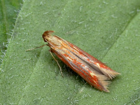 Metzneria aprilella