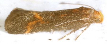 Apodia bifractella