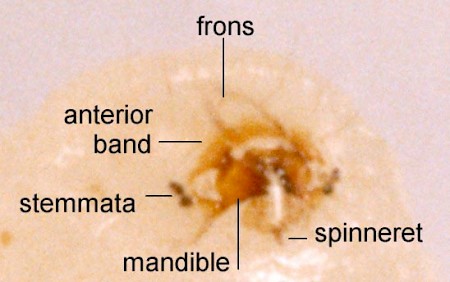 Apodia bifractella