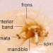 Larval head • larva on Pulicaria dysenterica, Dec. 2003, Moreton, Cheshire. • © Ian Smith