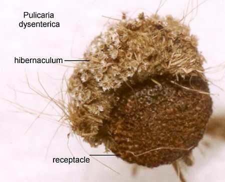 Apodia bifractella