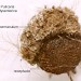 Hibernaculum • hibernaculum - on seed head receptacle of Pulicaria dysenterica, Dec. 2003, Moreton, Cheshire • © Ian Smith