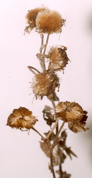 Apodia bifractella