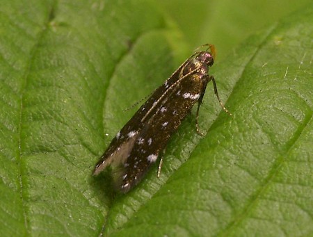 Argolamprotes micella