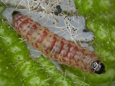 Argolamprotes micella