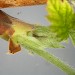 Larva feeding • Hardwick Wood, Plymouth, Devon. Larva feeding on Rubus idaeus • © Bob Heckford
