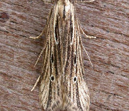 Adult • Denham, Suffolk • © Nigel Whinney