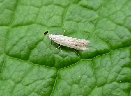 Monochroa suffusella