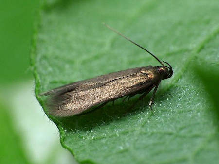 Eulamprotes unicolorella