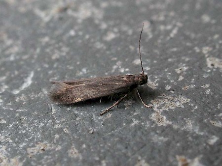 Eulamprotes immaculatella