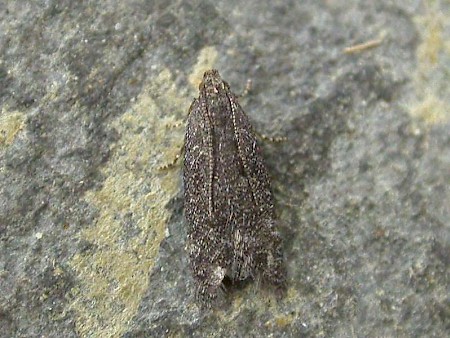 Cotoneaster Webworm Athrips rancidella