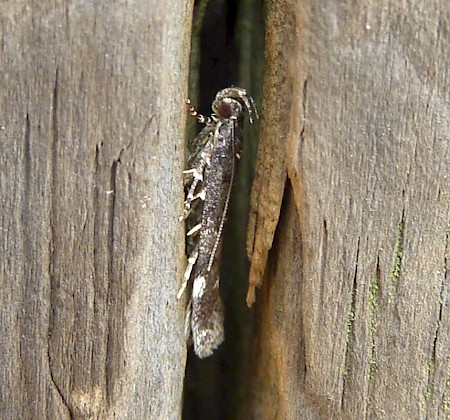 Neofriseria peliella