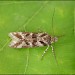 Adult • swept from Calluna, Grewelthorpe Moor, Ripon, Yorkshire • © Charles Fletcher